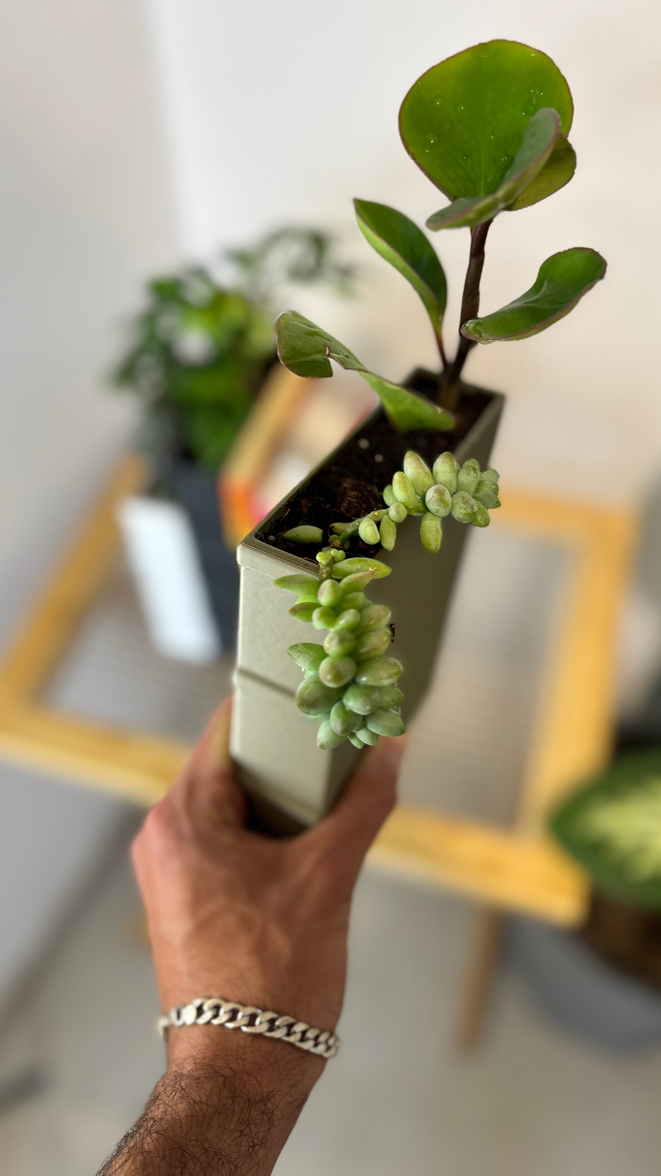 Buchstütze als Pflanztopf in Buchform